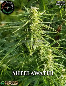 Sheelawathi (regular) - Indian Landrace Exchange