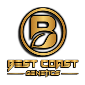 Best Coast Marijuana Seeds Logo