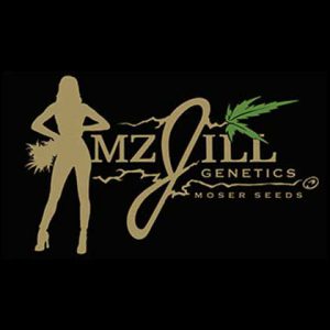 mz jill genetics jilly bean cherry fem