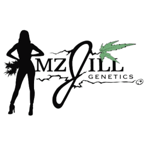 mz jill genetics jilly bean cherry fem