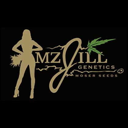 mz jill genetics jilly bean cherry fem