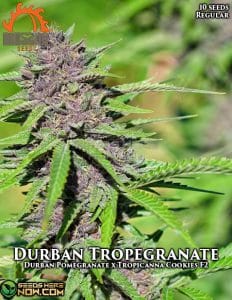 Durban Tropegranate (regular) - Massive Seeds