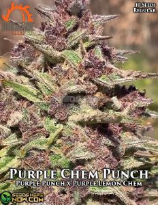 Purple Chem Punch (regular) - Massive Seeds
