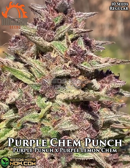 Massive-seeds-purple-chem-punch