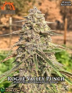 Rogue Valley Punch (regular) - Massive Seeds