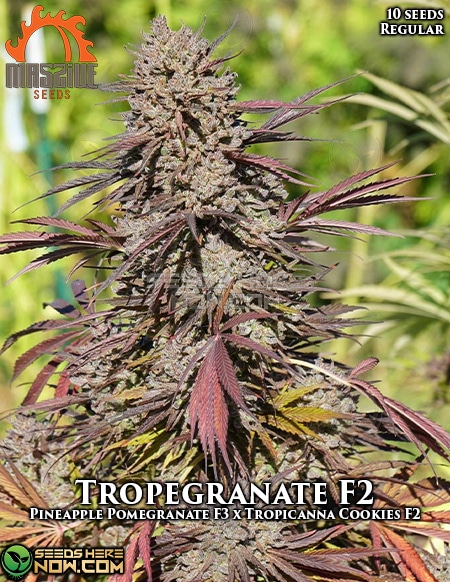 - Massive Seeds - Tropegranate F2 {Reg} [10Pk]