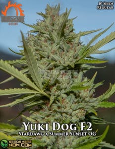 Yuki Dog F2 (Regular) - Massive Seeds