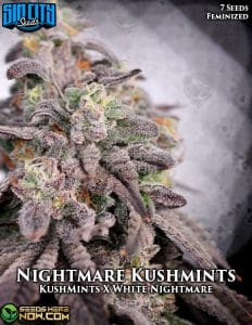 Nightmare Kushmints (Feminized) - Sin City Seeds