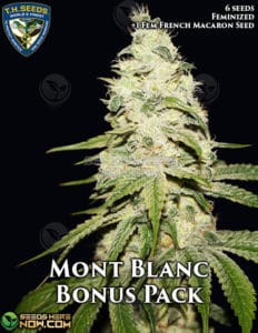 Mont Blanc Bonus Pack (feminized) - T.h. Seeds