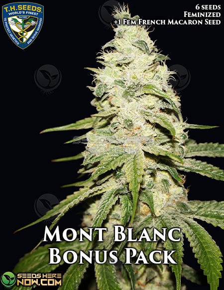 Th-Seeds-Mont-Blanc-Bonus-Fem