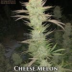 Cheese Melon (Autoflower) - Automatically Delicious