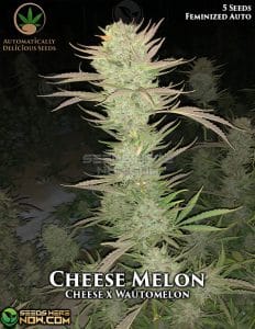 Cheese Melon (Autoflower) - Automatically Delicious