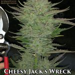 Cheesy Jack's Wreck (Autoflower) - Automatically Delicious