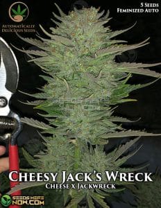 Cheesy Jack's Wreck (Autoflower) - Automatically Delicious