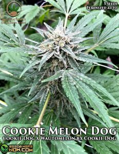 Cookie Melon Dog (Autoflower) - Automatically Delicious