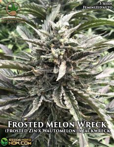 Frosted Melon Wreck (Autoflower) - Automatically Delicious