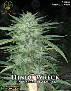 Hindu wreck (autoflower) - automatically delicious
