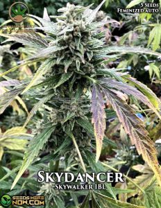 Skydancer (autoflower) - Automatically Delicious