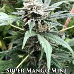 Super Mango Mint (Autoflower) - Automatically Delicious