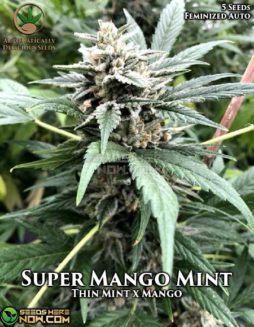 Automatically Delicious - Super Mango Mint {AUTOFEM} [5pk] RETIREDAutomatically-delicious-super-mango-mint