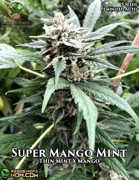 Automatically-delicious-super-mango-mint
