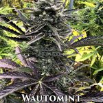 Wautomint (Autoflower) - Automatically Delicious