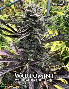 Wautomint (Autoflower) - Automatically Delicious