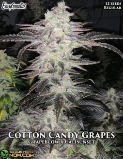 Envy Genetics - Cotton Candy Grapes {REG} [12pk] +Breeder Giftenvy-genetics-cotton-candy-grapes