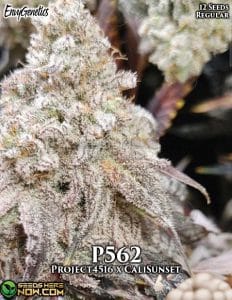 P562 (Regular) (space) Envy Genetics