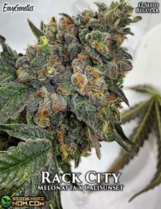 Rack City (regular) - Envy Genetics