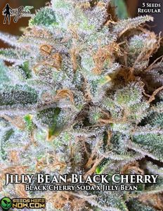 Jilly Bean Black Cherry (regular) - Mz Jill Genetics