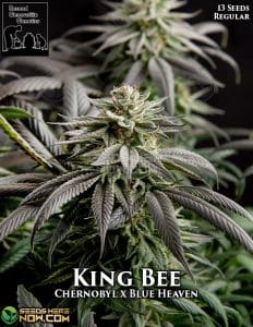 King Bee (Regular) - Second Generation Genetics