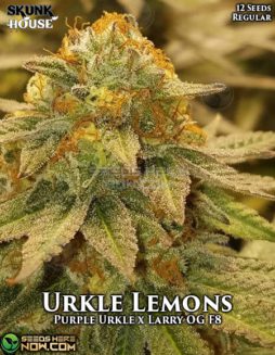 Skunk House Genetics - Urkle Lemons {REG} [12pk]skunk-house-urkle-lemons