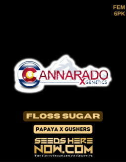 Cannarado Genetics - Floss Sugar {FEM} [6pk]Cannarado Floss Sugar