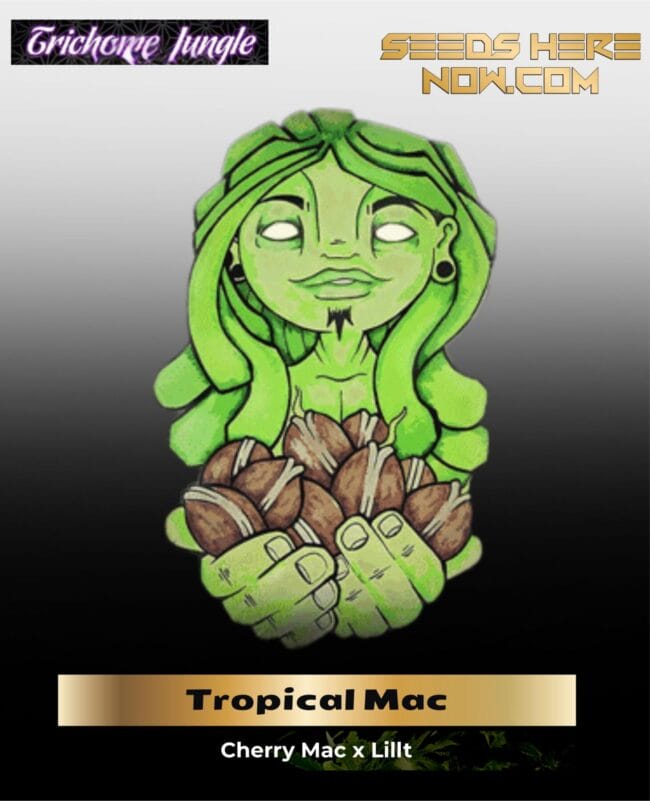 Tropical Mac (Regular) - Trichome Jungle