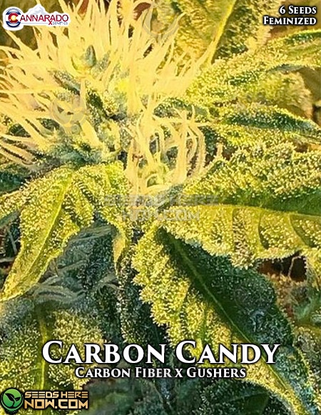 Cannarado-Genetics-Carbon-Candy-Fem