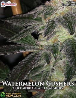 Cannarado Genetics - Watermelon Gushers {FEM} [6pk]cannarado-genetics-watermelon-gushers-fem