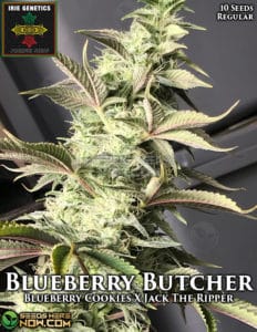 Blueberry Butcher (Regular) (space) Irie Genetics