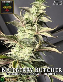 Irie Genetics - Blueberry Butcher {REG} [10pk]Irie-genetics-blueberry-butcher