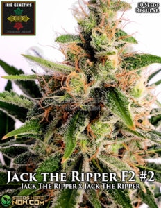 Jack the Ripper F2 #2 (Regular) (space) Irie Genetics