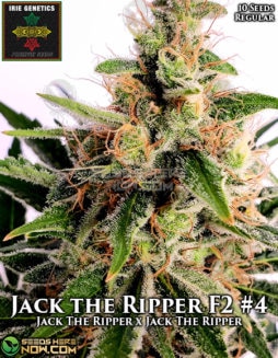 Irie Genetics - Jack the Ripper F2 #4 {REG} [10pk]irie-genetics-jack-the-ripper-f2-4