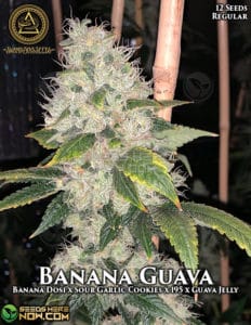 Banana Guava (regular) - Swamp Boys Seeds
