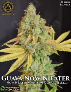 Guava Now N Later (regular) - Swamp Boys Seeds