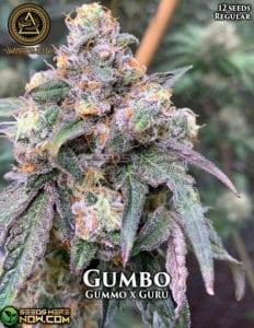 Gumbo (regular) - Swamp Boys Seeds