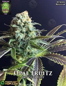 Opal Fruitz (regular) - Trichome Jungle