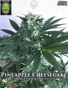 Pineapple Cheesecake (regular) - Trichome Jungle