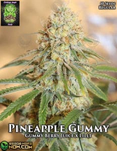 Pineapple Gummy (regular) - Trichome Jungle