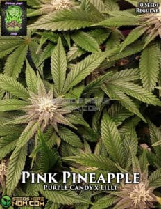 Pink Pineapple (regular) - Trichome Jungle