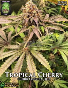Tropical Cherry (regular) - Trichome Jungle