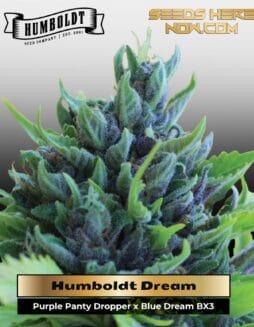 Humboldt Dream (Feminized) (space) Humboldt Seed Company